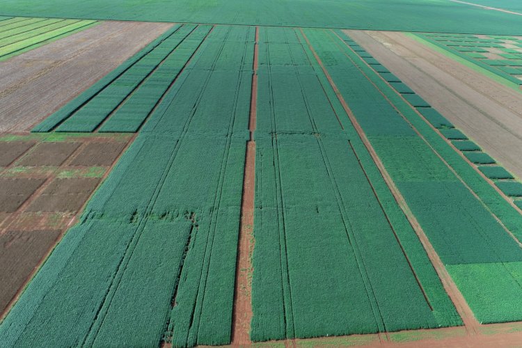 CHEGOU A 100%,  Plantio da soja em Mato Grosso é concluído